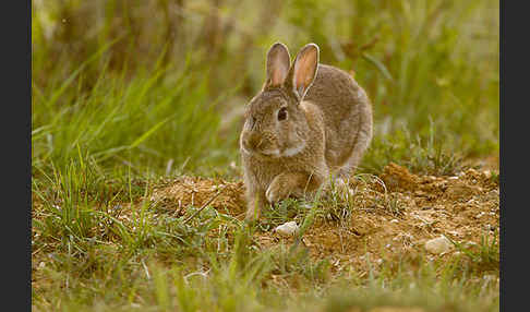 Wildkaninchen (Oryctolagus cuniculus)