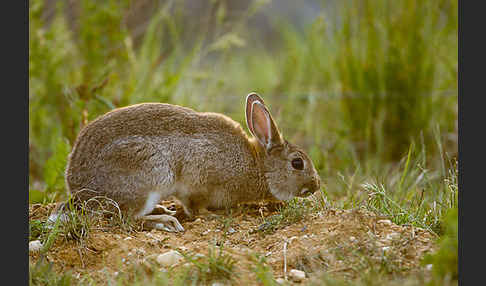 Wildkaninchen (Oryctolagus cuniculus)