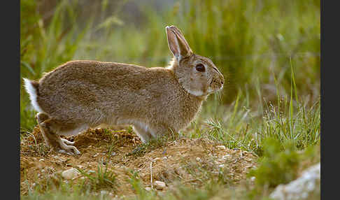 Wildkaninchen (Oryctolagus cuniculus)