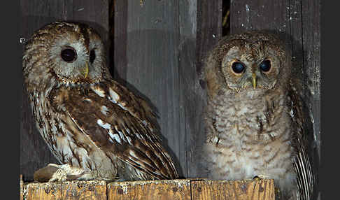 Waldkauz (Strix aluco)