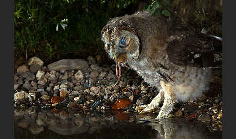 Waldkauz (Strix aluco)