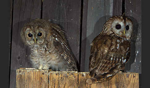 Waldkauz (Strix aluco)