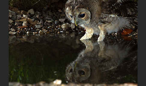 Waldkauz (Strix aluco)