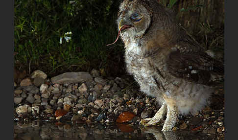 Waldkauz (Strix aluco)