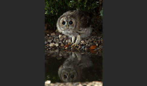 Waldkauz (Strix aluco)