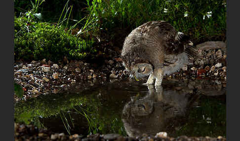 Waldkauz (Strix aluco)