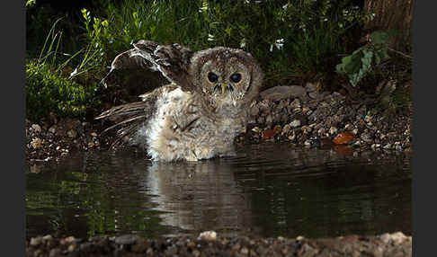 Waldkauz (Strix aluco)