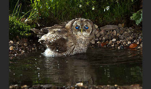 Waldkauz (Strix aluco)