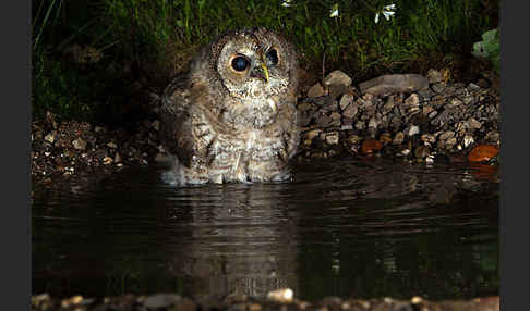 Waldkauz (Strix aluco)