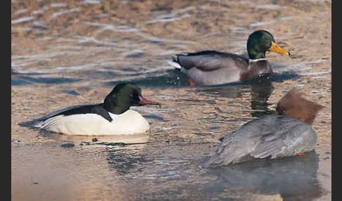 Stockente (Anas platyrhynchos)