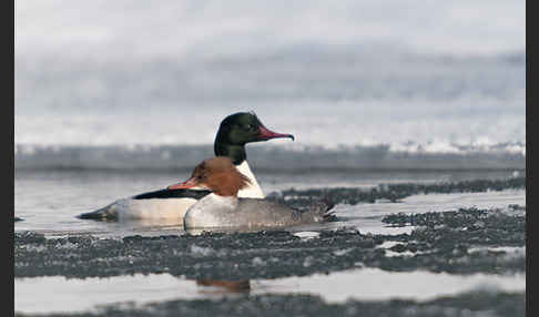 Gänsesäger (Mergus merganser)