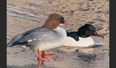 Gänsesäger (Mergus merganser)