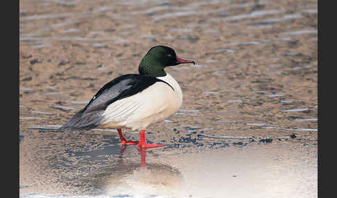 Gänsesäger (Mergus merganser)