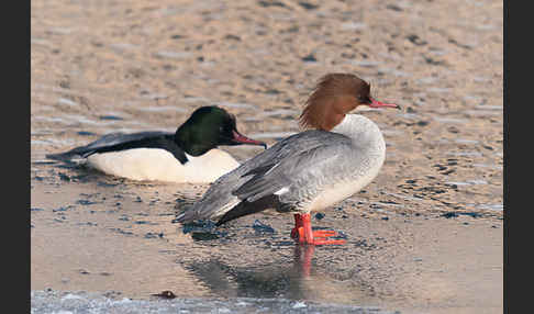 Gänsesäger (Mergus merganser)