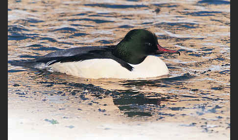 Gänsesäger (Mergus merganser)