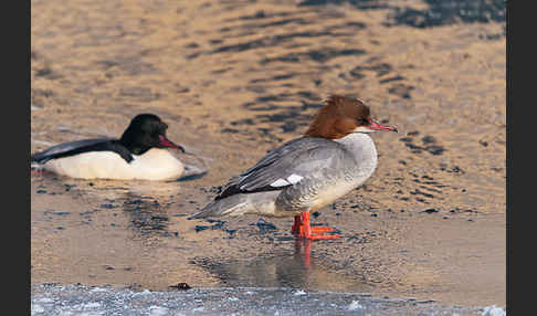 Gänsesäger (Mergus merganser)