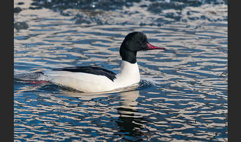 Gänsesäger (Mergus merganser)