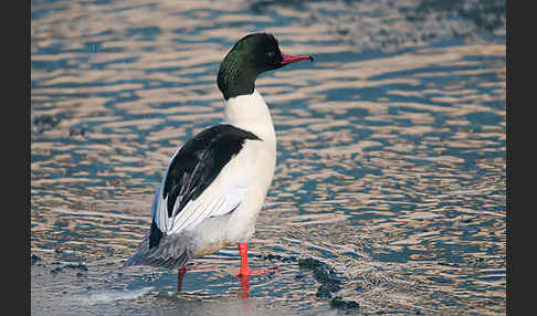 Gänsesäger (Mergus merganser)