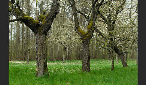 Waldkauz (Strix aluco)