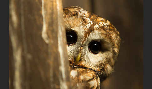 Waldkauz (Strix aluco)