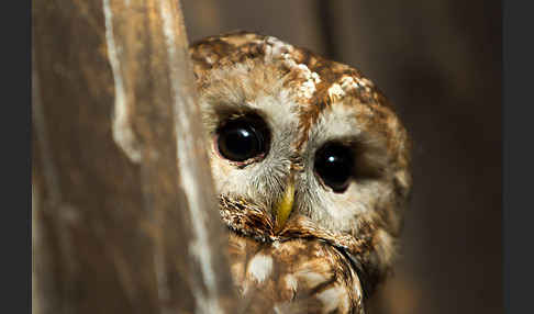 Waldkauz (Strix aluco)