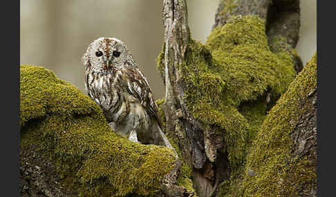 Waldkauz (Strix aluco)