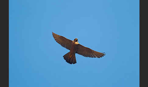 Wanderfalke (Falco peregrinus)