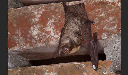 Zweifarbfledermaus (Vespertilio murinus)