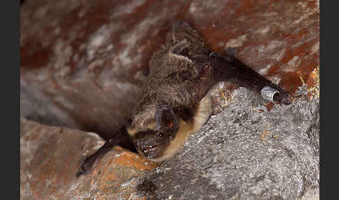 Zweifarbfledermaus (Vespertilio murinus)