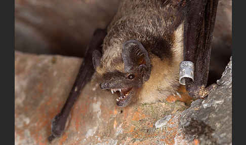 Zweifarbfledermaus (Vespertilio murinus)