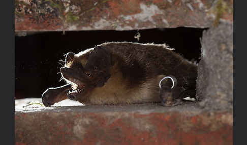 Zweifarbfledermaus (Vespertilio murinus)