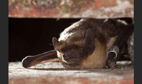 Zweifarbfledermaus (Vespertilio murinus)