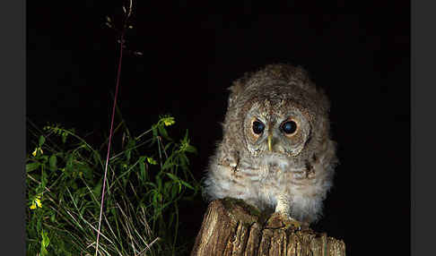 Waldkauz (Strix aluco)