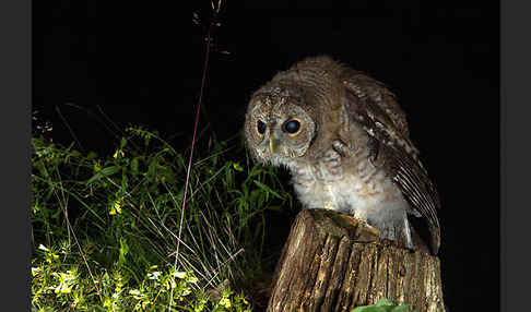 Waldkauz (Strix aluco)