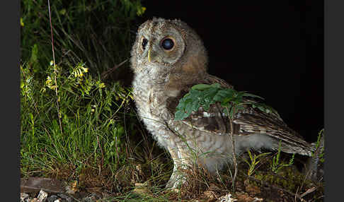 Waldkauz (Strix aluco)