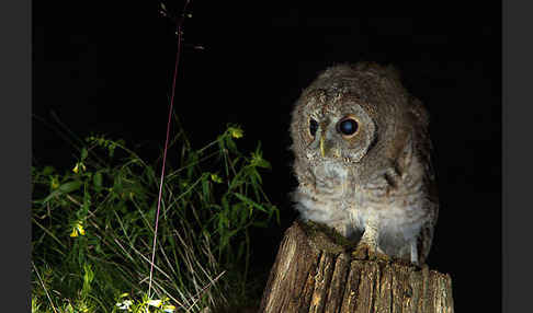 Waldkauz (Strix aluco)