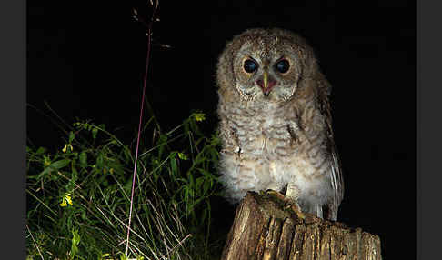 Waldkauz (Strix aluco)