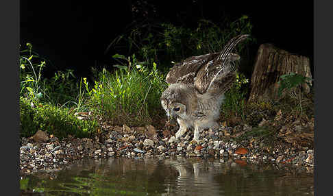 Waldkauz (Strix aluco)