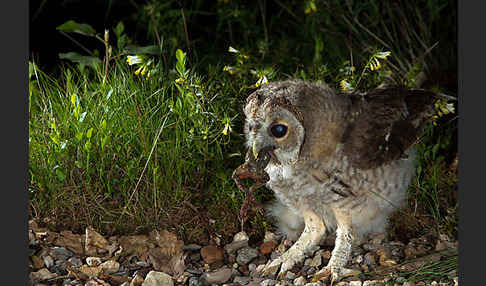 Waldkauz (Strix aluco)