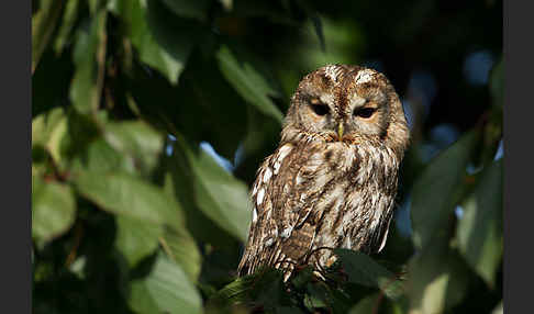 Waldkauz (Strix aluco)