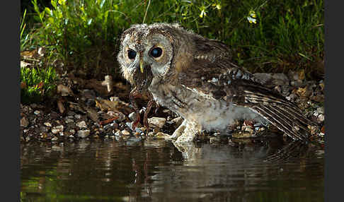 Waldkauz (Strix aluco)