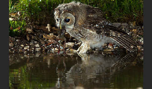 Waldkauz (Strix aluco)