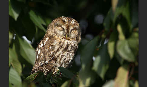 Waldkauz (Strix aluco)