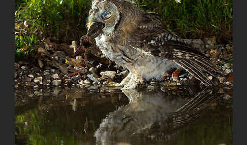 Waldkauz (Strix aluco)