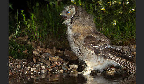 Waldkauz (Strix aluco)