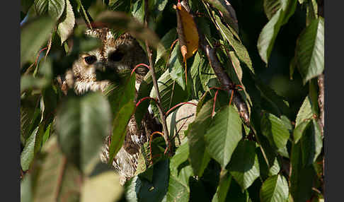 Waldkauz (Strix aluco)