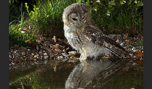 Waldkauz (Strix aluco)