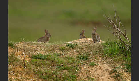 Wildkaninchen (Oryctolagus cuniculus)