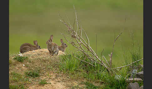Wildkaninchen (Oryctolagus cuniculus)