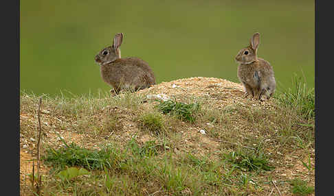 Wildkaninchen (Oryctolagus cuniculus)